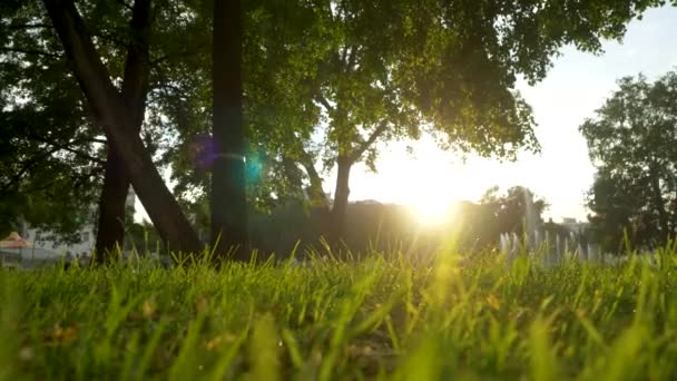 Verão grama prado movimento borrão de vento agradável com luz solar brilhante, fundo de primavera ensolarado — Vídeo de Stock