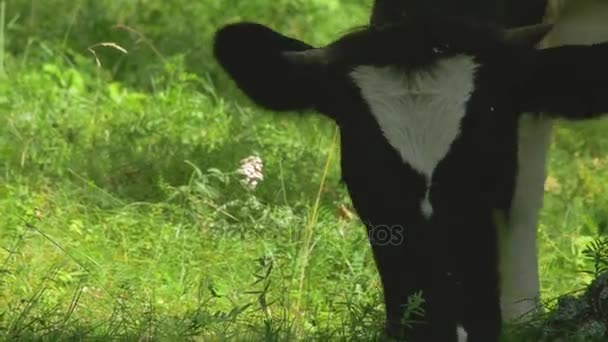 Portrét kráva na pozadí pole. Krásný dotaz na statku krávy. Kráva stravování jasně zelené trávy zblízka. Zavřete hubu Banteng konzumace trávy — Stock video