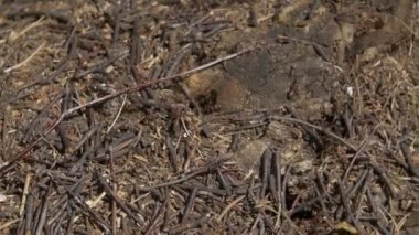 Karıncalar bakış taş, marangoz karınca, Camponotus herculeanus kapatın. Takım çalışması: Karıncalar taşlarla ahşap yüzey üzerinde siyah ve kırmızı. Taş üzerinde birçok karıncalar