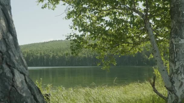 Озеро в лісі. На передньому плані гілки дерев. Гілка дерева на передньому плані озера — стокове відео