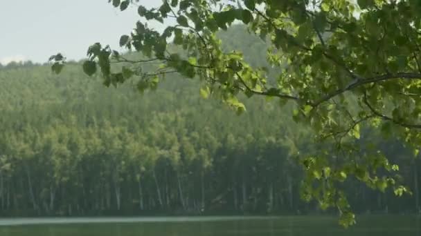 Sjö i skogen. Det finns grenar av träd i förgrunden. Trädgren i förgrunden sjön — Stockvideo