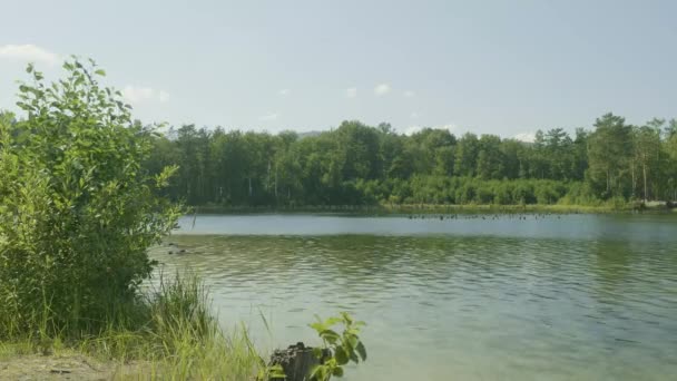 Blått vatten i en skogssjö med tallar. Vackra sjön och grön skog — Stockvideo