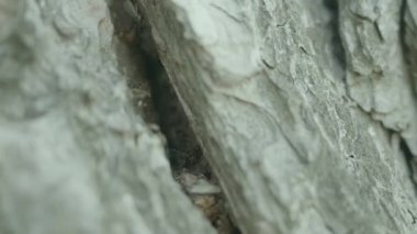 Karınca iz üzerinde bir ağaç gövdesi. Ağaç üzerinde sürünerek karıncalar. Karıncalar ağaç Close-Up