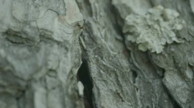 Karınca iz üzerinde bir ağaç gövdesi. Ağaç üzerinde sürünerek karıncalar. Karıncalar ağaç Close-Up