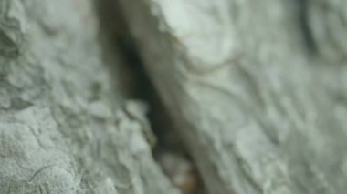 Karınca iz üzerinde bir ağaç gövdesi. Ağaç üzerinde sürünerek karıncalar. Karıncalar ağaç Close-Up