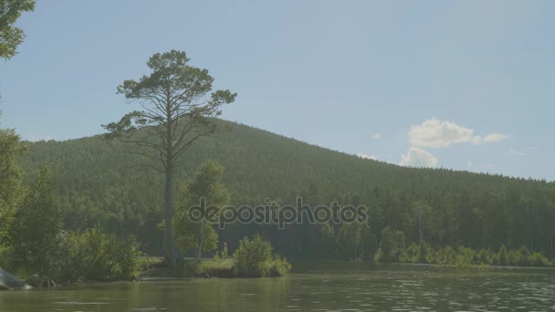 朝の光で湖の岸にツリー。湖の岸に背の高い木 — ストック動画