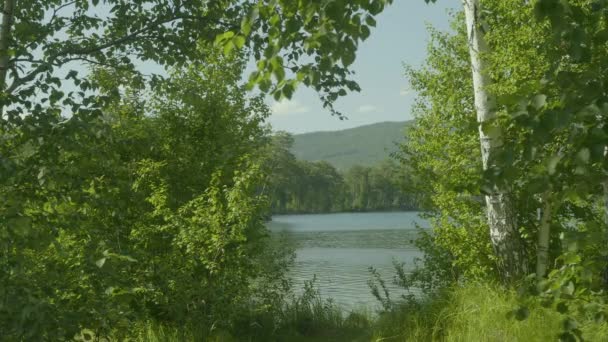 Beautiful views through the large green trees on a lake outside of town — Stock Video