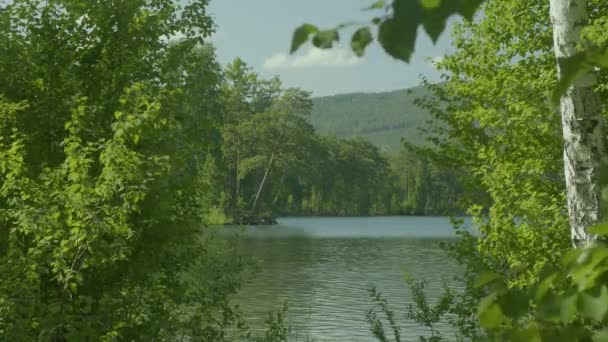 Belas vistas através das grandes árvores verdes em um lago fora da cidade — Vídeo de Stock