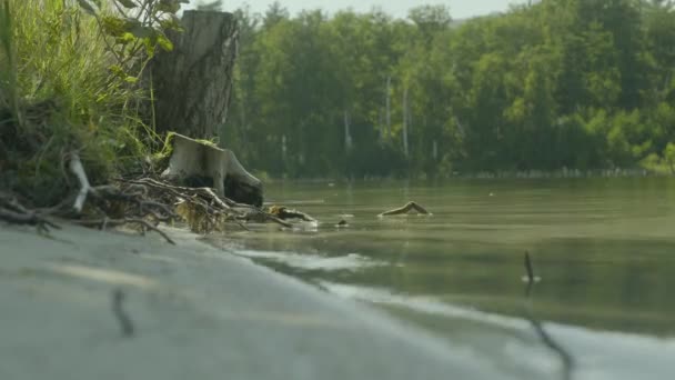 Hegyi tó festői, nyári táj, a zöld fenyő erdő között. kristálytiszta víz elmélkedés — Stock videók