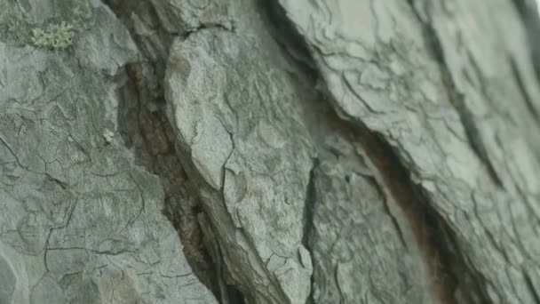 Karınca iz üzerinde bir ağaç gövdesi. Ağaç üzerinde sürünerek karıncalar. Karıncalar ağaç Close-Up — Stok video