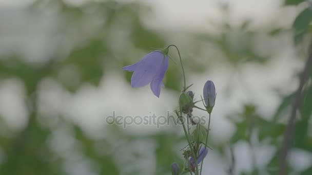 Blauwe lelietje van dalen. Close up van Lily of the valley. Mei lily in mooie kleuren — Stockvideo