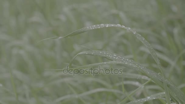 Gocce d'acqua sull'erba verde. Erba umida verde con rugiada su lame da vicino. Erba fresca verde con gocce di rugiada primo piano — Video Stock