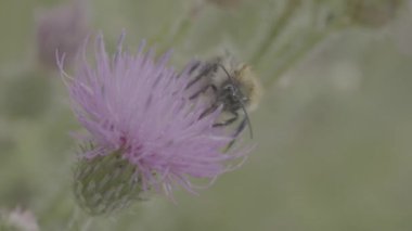 Marsh thistle çiçek bal toplama bir güzel vahşi yaban arısı. Makro. Pembe çiçek alan thistle arıya. Alan vahşi-türü bitki dikenleri ile yakın çekim
