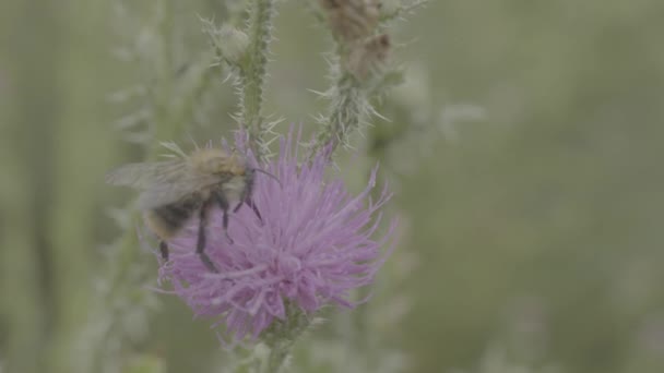 A gyönyörű vad darázs összegyűjtése mézet marsh bogáncs virág. Makró. A rózsaszín virág mező bogáncs méhecske. Mező vad típusú növény tüskék közelről