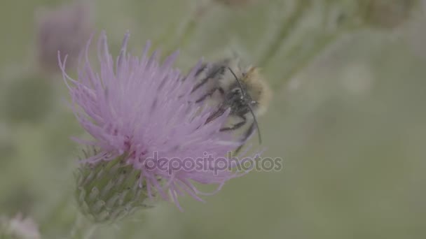 Прекрасный дикий шмель собирает мед из болотного чертополоха. Макро. Пчела на розовом цветочном филе. Завод полевого дикого типа с шипами вблизи — стоковое видео