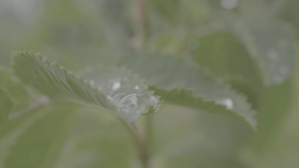 Blad med droppar av vatten makro. Daggdroppar på bladen på nära håll. Regn släpp på ett blad närbild — Stockvideo