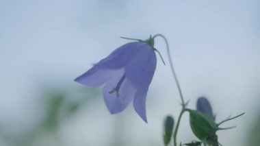 Yakın çekim güzel bluebell çiçek - çan çiçeği rotundifolia. Menekşe renkli Campanula Bellflowers close-Up. Çan çiçeği, yakın