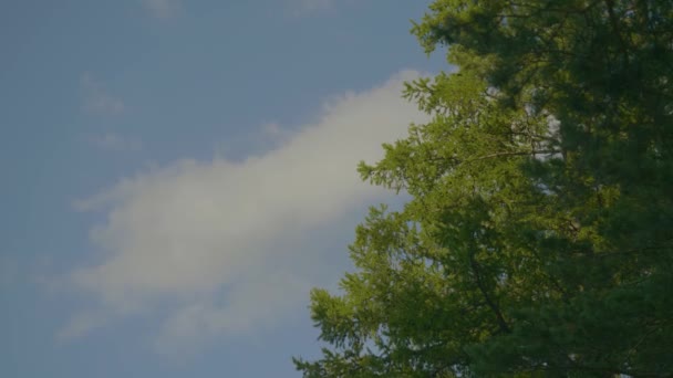 Feuilles de bouleau vert brillant au soleil sur fond bleu ciel. Beaux sommets d'arbres d'automne et ciel bleu — Video