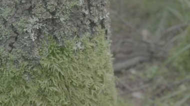 Yaz ormandaki büyük ağaç kütüğü. Yosunlu çalılar dağ orman içinde. Yaşlı ormandaki yosunlu güdük