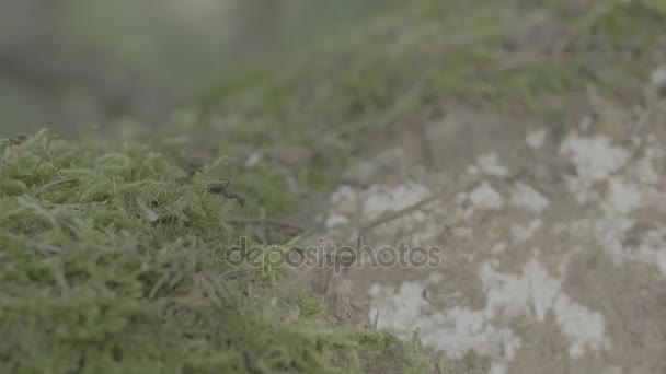 Mnoho hmyzu pohybující se na kusu dřeva, které pokrytými mechem. Brouk nebo šváb na skále s mechem v lese. Malý život trochu mechu podělit o vodu a ovzduší společně. — Stock video