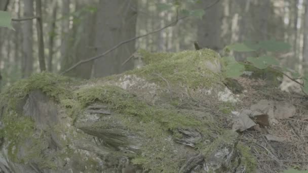 Moss rock. Velké kameny s mechem a stromy v lese mlhavé, pozadí. textura pozadí zeleným mechem krásné v přírodě — Stock video