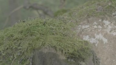 Bir sürü böcek yosun kaplı ahşap bir parça devam edelim. Böcek ya da orman yosun ile kayaya hamamböceği. Biraz yosun su paylaşmak ve birlikte hava küçük yaşam.