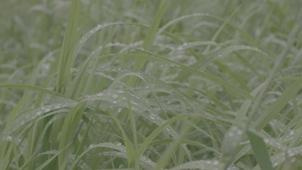 Gotas de agua en la hierba y el reflejo del bosque en ellos. Hierba con gotas de agua después de la lluvia. El efecto Bokeh de las gotas de agua sobre la hierba en el bosque — Vídeos de Stock