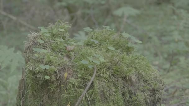 Large tree stump in summer forest. Mossy undergrowth in mountain forest. Mossy stump in old-growth forest — Stock Video