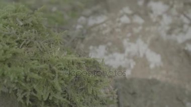 Bir sürü böcek yosun kaplı ahşap bir parça devam edelim. Böcek ya da orman yosun ile kayaya hamamböceği. Biraz yosun su paylaşmak ve birlikte hava küçük yaşam.