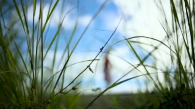 Bayan tekerlek üzerinde eller. Görüntüleri. Kadın el sürüş
