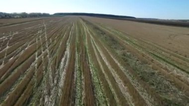 Altın buğday alan hava görünümünü. Görüntüleri. Havadan görünümü tahıl. Bölge tarım alanı Rye. Buğday alanı yukarıdan dokusuna