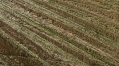 Altın buğday alan hava görünümünü. Görüntüleri. Modern hava görünümünü birleştirmek, buğday altın buğday alanında yaz aylarında hasat hasat.