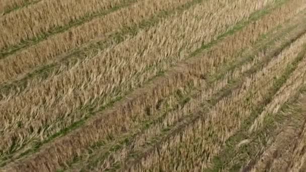 Altın buğday alan hava görünümünü. Görüntüleri. Modern hava görünümünü birleştirmek, buğday altın buğday alanında yaz aylarında hasat hasat. — Stok video