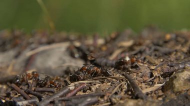 Yakın çekim vahşi karıncalar onların düşürebilir kaynıyor. Karınca yuvası kuru arasında ormanda bırakır. Etrafta emmet çalışma böcekler yere, makro karınca yuvası delik yakınlarında. Ant ant hill koloni
