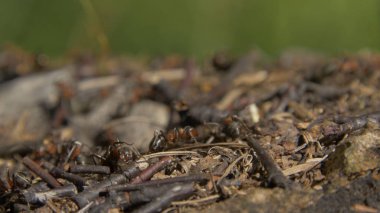 Yakın çekim vahşi karıncalar onların düşürebilir kaynıyor. Karınca yuvası kuru arasında ormanda bırakır. Etrafta emmet çalışma böcekler yere, makro karınca yuvası delik yakınlarında. Ant ant hill koloni