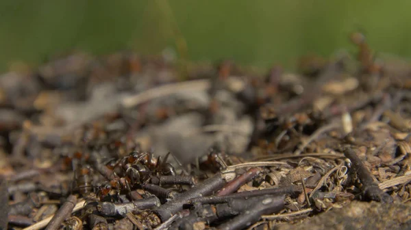 Gros plan fourmis sauvages grouillant autour de leurs fourmilières. Fourmilière dans la forêt parmi les feuilles sèches.Insectes de travail emmet courir autour près du trou dans le sol, macro fourmilière. Fourmi dans la colonie de fourmis — Photo
