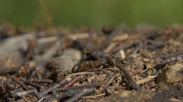 Yakın çekim vahşi karıncalar onların düşürebilir kaynıyor. Karınca yuvası kuru arasında ormanda bırakır. Etrafta emmet çalışma böcekler yere, makro karınca yuvası delik yakınlarında. Ant ant hill koloni