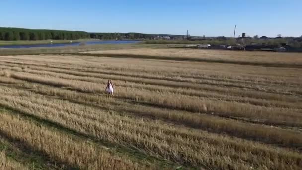 Woman in wheat field under blue sky. Footage. young beautiful woman in golden wheat field. Woman in golden wheat — Stock Video