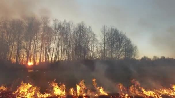 Letecký pohled na požár v lese v zamračeným letním dni. Záběry. Silný požár. Lesní po áry letecký pohled — Stock video