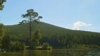 Sabah güneşi bir göl kıyısında ağaç. Göl kıyısında uzun ağaç