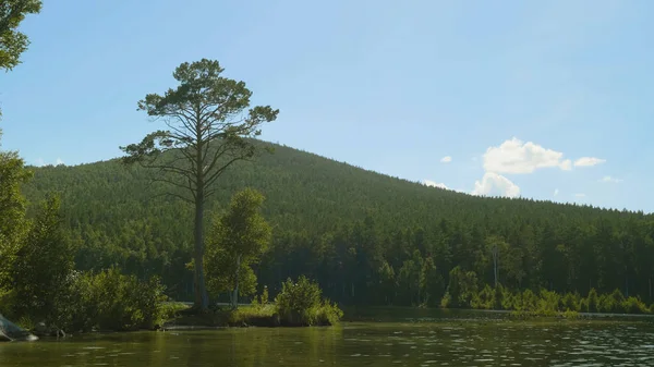 Sabah güneşi bir göl kıyısında ağaç. Göl kıyısında uzun ağaç