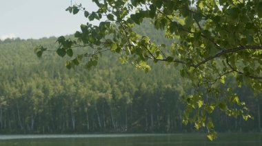 Göl ormanın içinde. Ön planda bir ağaç dalı vardır. Ağaç dalı ön plan göle