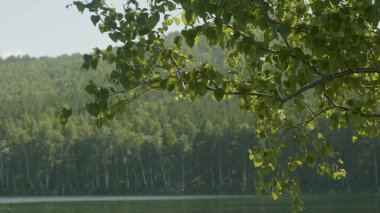 Göl ormanın içinde. Ön planda bir ağaç dalı vardır. Ağaç dalı ön plan göle