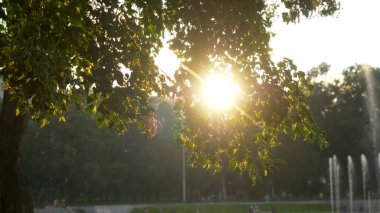 Yaz döneminde günbatımı zamanı sırasında yeşil park