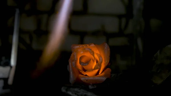 Blacksmith makes an iron rose. Man makes a rose out of iron — Stock Photo, Image