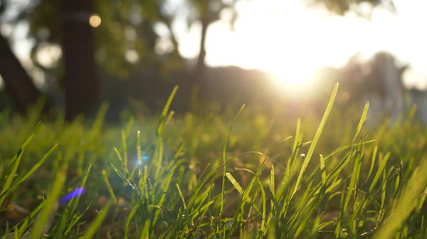 Summer Grass Meadow Motion Blur of Pleasant Wind fényes napsütéses, napos tavaszi háttér — Stock Fotó