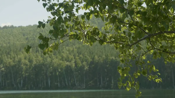Nad jeziorem, w lesie. Na pierwszym planie znajdują się gałęzie drzew. Drzewo gałąź w jeziorze pierwszego planu — Zdjęcie stockowe