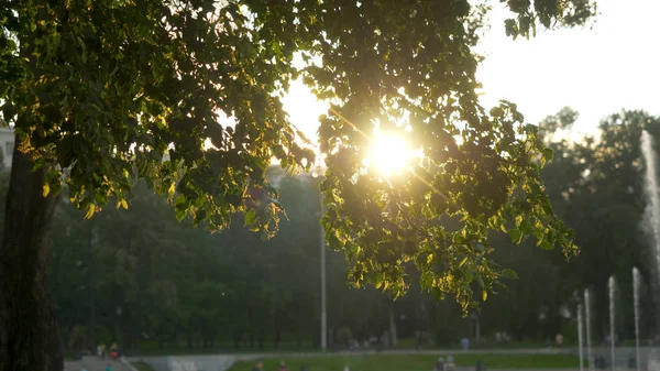 Зеленый парк в летнее время период захода солнца — стоковое фото