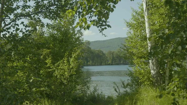 Piękne widoki za pomocą dużych zielonych drzew na jeziorze poza miasto — Zdjęcie stockowe