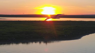 Martılar kuş günbatımı zaman nehrin uçmak. Kuşlar günbatımında etmezsin. Günbatımı hava Nehri üzerinde